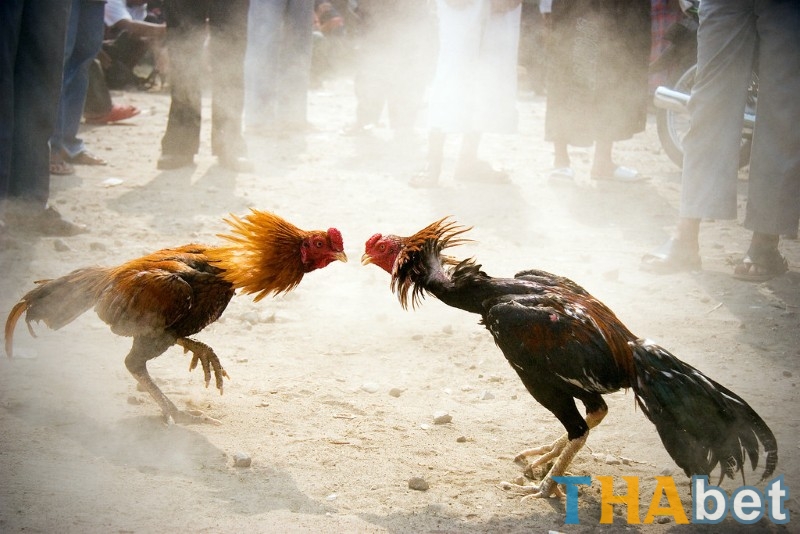 THABET cung cấp nền tảng xem trực tiếp đá gà Thomo