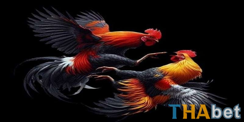 Tổng quan về cược đá gà THABET