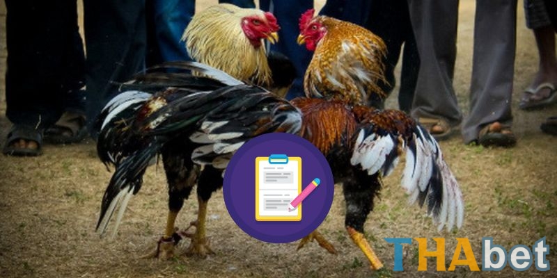 5 bước hướng dẫn cược đá gà THABET cho người chơi