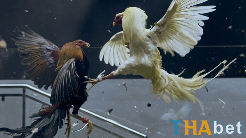 Bí kíp soi kèo và mẹo cược đá gà THABET